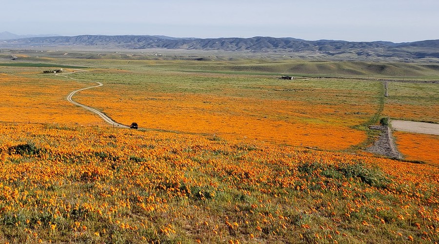 Palmdale